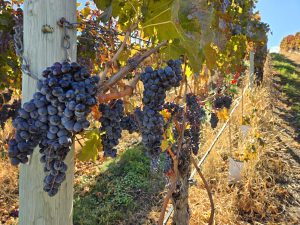 Kelowna Real Estate November 2025 Market Report